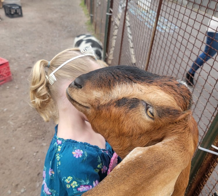 safari-farm-petting-zoo-photo